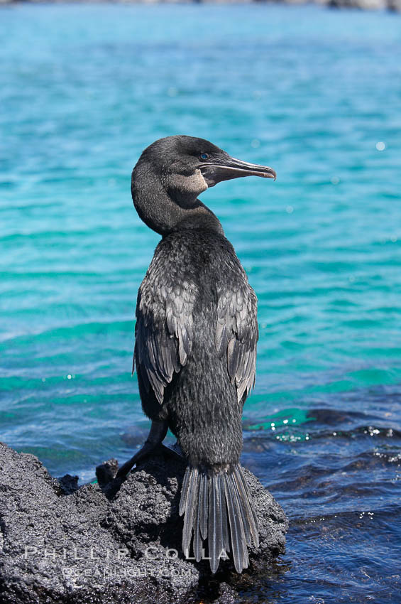 Flightless cormorant perched on volcanic coastline.  In the absence of predators and thus not needing to fly, the flightless cormorants wings have degenerated to the point that it has lost the ability to fly, however it can swim superbly and is a capable underwater hunter.  Punta Albemarle. Isabella Island, Galapagos Islands, Ecuador, Nannopterum harrisi, Phalacrocorax harrisi, natural history stock photograph, photo id 16567