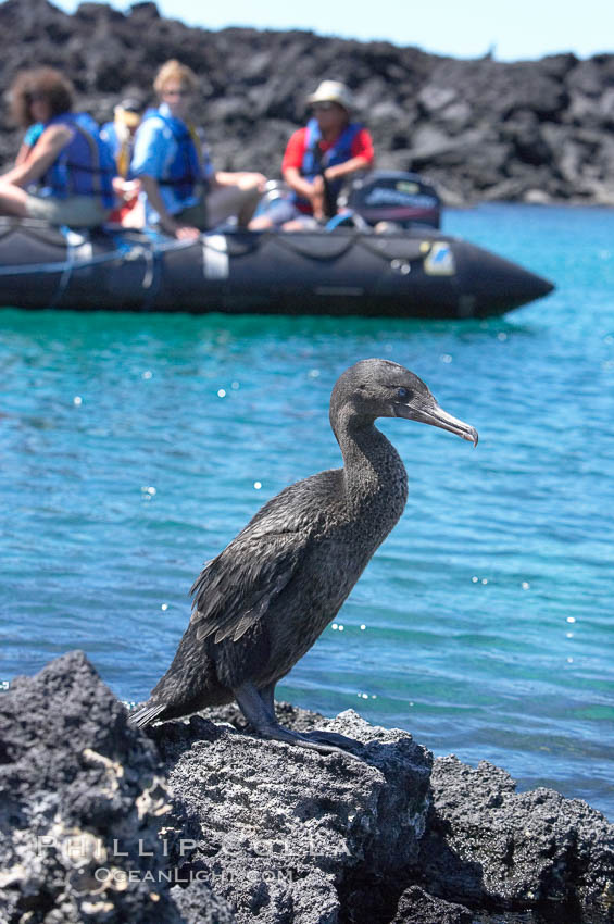 Flightless cormorant perched on volcanic coastline.  In the absence of predators and thus not needing to fly, the flightless cormorants wings have degenerated to the point that it has lost the ability to fly, however it can swim superbly and is a capable underwater hunter.  Punta Albemarle. Isabella Island, Galapagos Islands, Ecuador, Nannopterum harrisi, Phalacrocorax harrisi, natural history stock photograph, photo id 16549