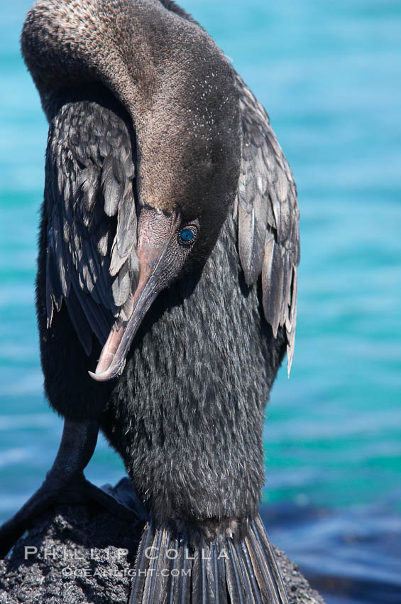 Flightless cormorant.  In the absence of predators and thus not needing to fly, the flightless cormorants wings have degenerated to the point that it has lost the ability to fly, however it can swim superbly and is a capable underwater hunter.  Punta Albemarle. Isabella Island, Galapagos Islands, Ecuador, Nannopterum harrisi, Phalacrocorax harrisi, natural history stock photograph, photo id 16557