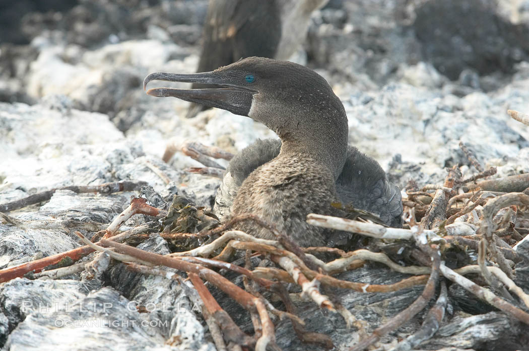 Flightless cormorant, on nest.  In the absence of predators and thus not needing to fly, the flightless cormorants wings have degenerated to the point that it has lost the ability to fly, however it can swim superbly and is a capable underwater hunter.  Punta Albemarle. Isabella Island, Galapagos Islands, Ecuador, Nannopterum harrisi, Phalacrocorax harrisi, natural history stock photograph, photo id 16561
