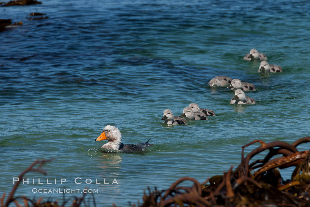 Flightless steamer duck, male, with ducklings, swimming in the ocean. Carcass Island, Falkland Islands, United Kingdom, Tachyeres brachypterus, natural history stock photograph, photo id 23974