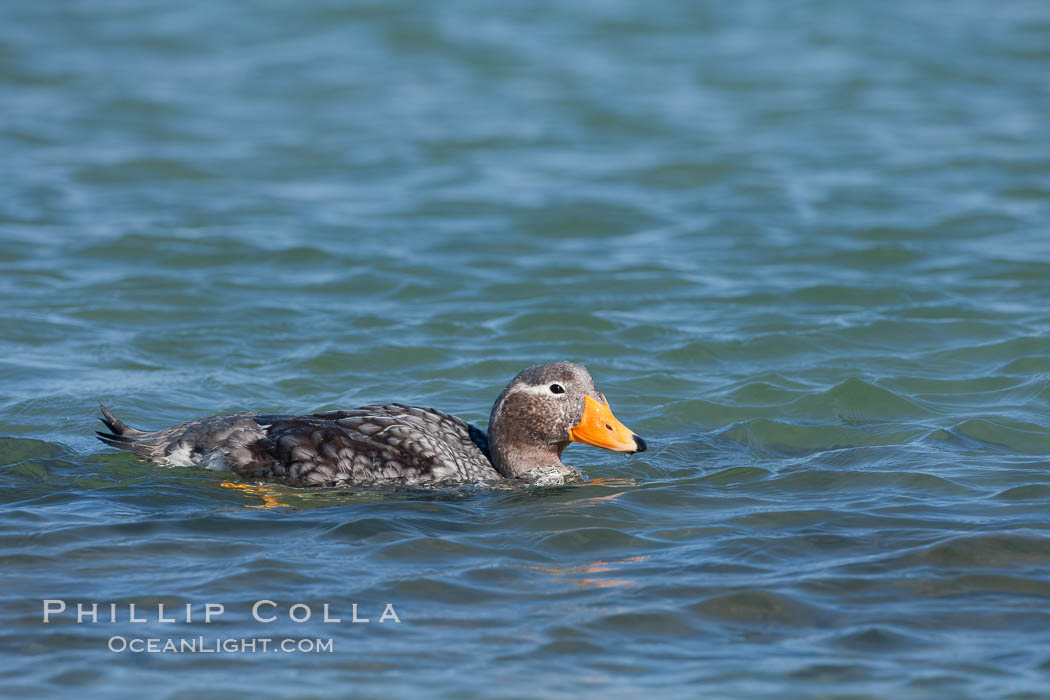 Flightless steamer duck. Carcass Island, Falkland Islands, United Kingdom, Tachyeres brachypterus, natural history stock photograph, photo id 24030