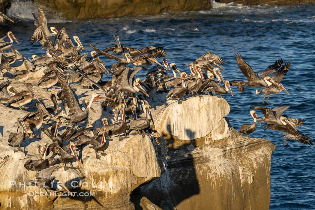 Large Flock of Brown Pelicans Take Flight From Ocean Cliffs, Pelecanus occidentalis, Pelecanus occidentalis californicus, La Jolla, California