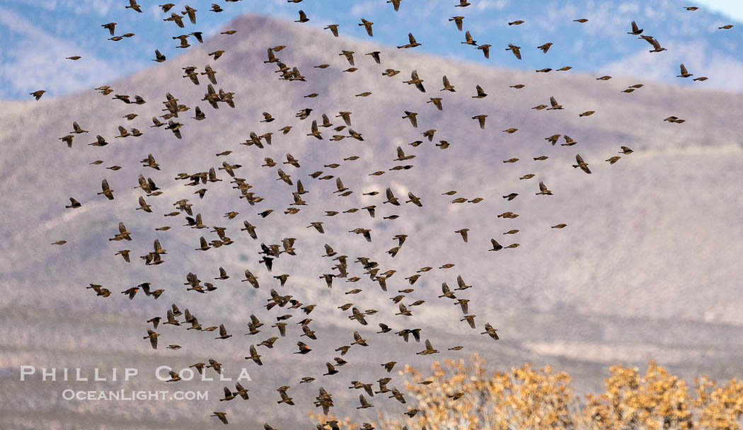 Flock of red-winged blackbirds at Bosque del Apache National Wildlife Refuge. Socorro, New Mexico, USA, natural history stock photograph, photo id 39915