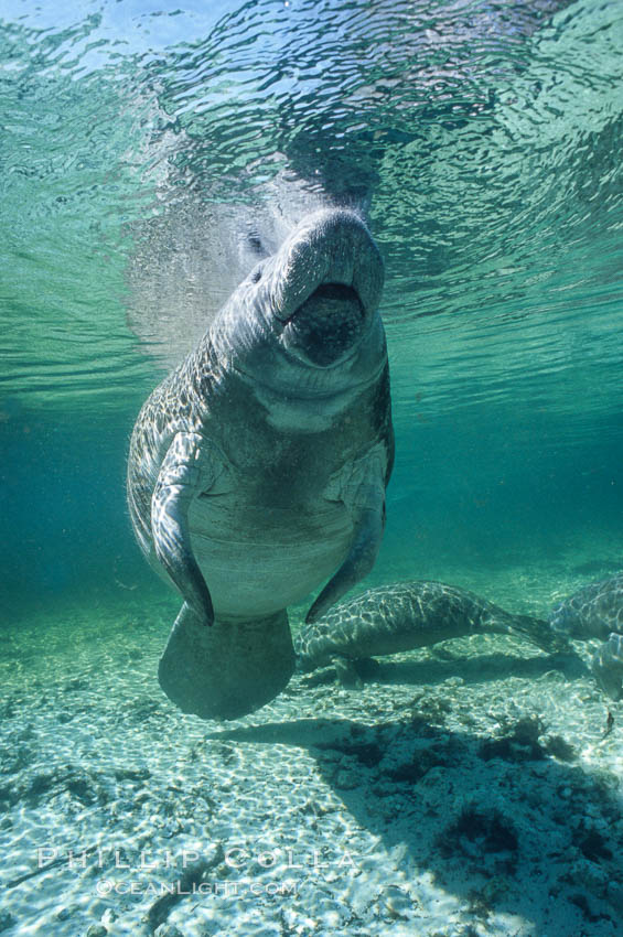 West Indian manatee at Three Sisters Springs, Florida. Crystal River, USA, Trichechus manatus, natural history stock photograph, photo id 02730