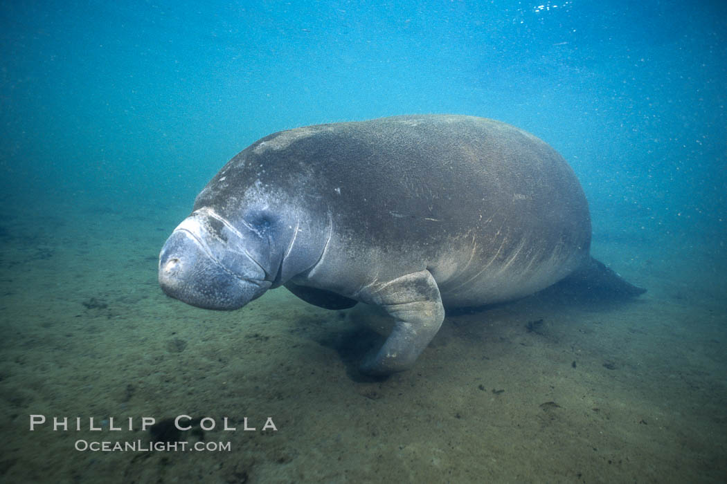West Indian manatee at Three Sisters Springs, Florida. Crystal River, USA, Trichechus manatus, natural history stock photograph, photo id 02770