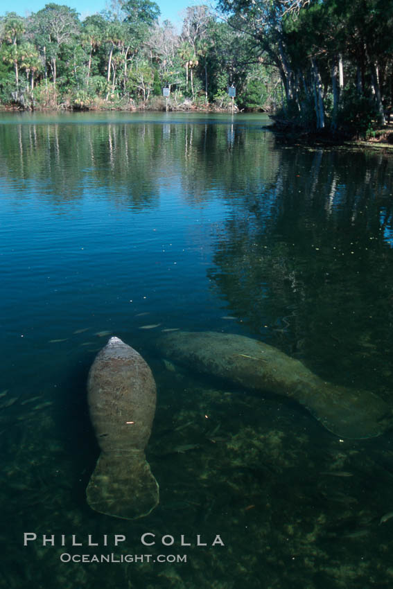 West Indian manatee, Homosassa State Park. Homosassa River, Florida, USA, Trichechus manatus, natural history stock photograph, photo id 02774