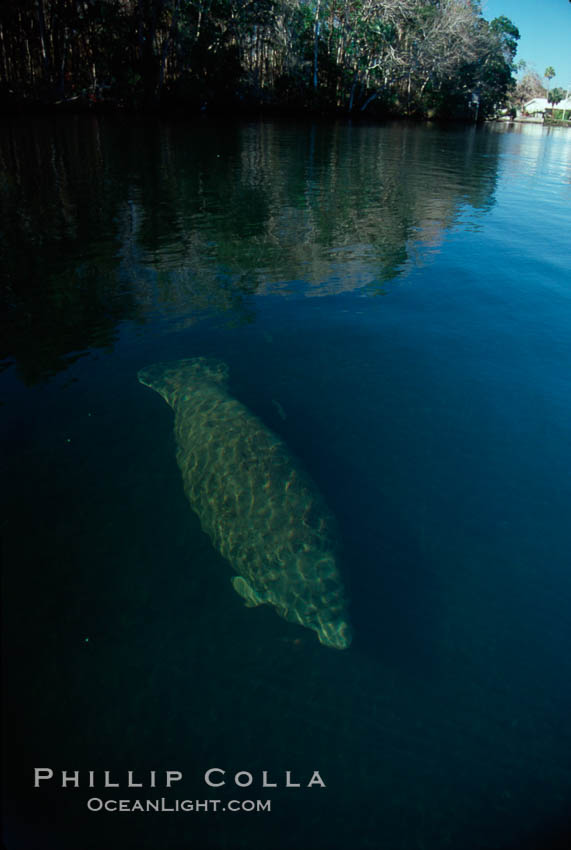 West Indian manatee, Homosassa State Park. Homosassa River, Florida, USA, Trichechus manatus, natural history stock photograph, photo id 02778