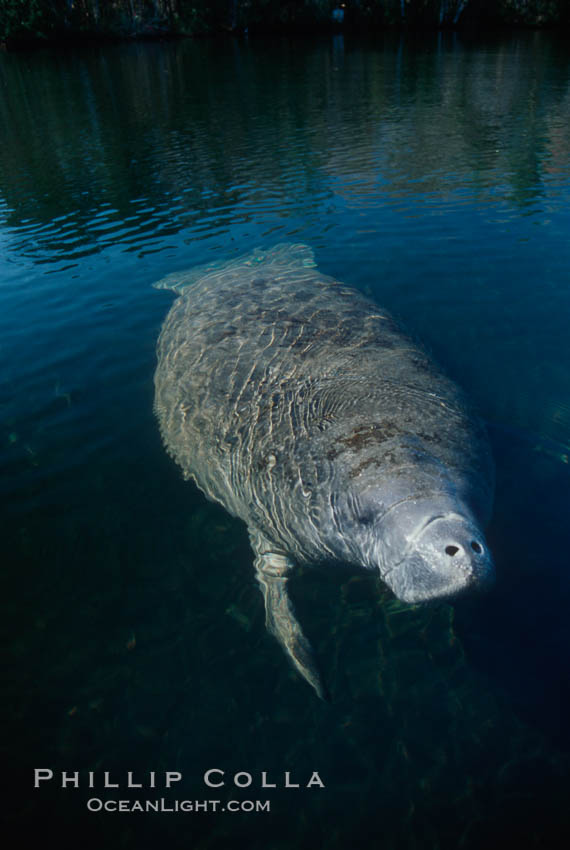 West Indian manatee, Homosassa State Park. Homosassa River, Florida, USA, Trichechus manatus, natural history stock photograph, photo id 02782