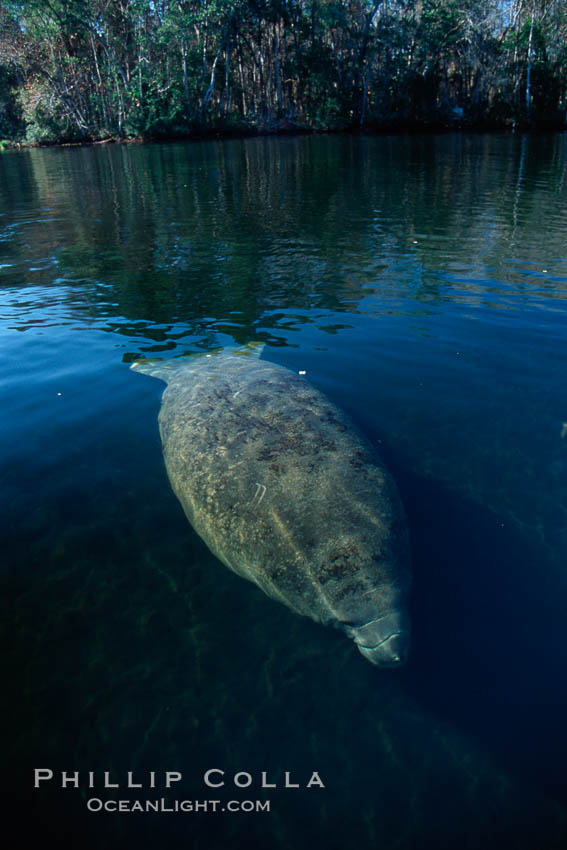 West Indian manatee, Homosassa State Park. Homosassa River, Florida, USA, Trichechus manatus, natural history stock photograph, photo id 02786