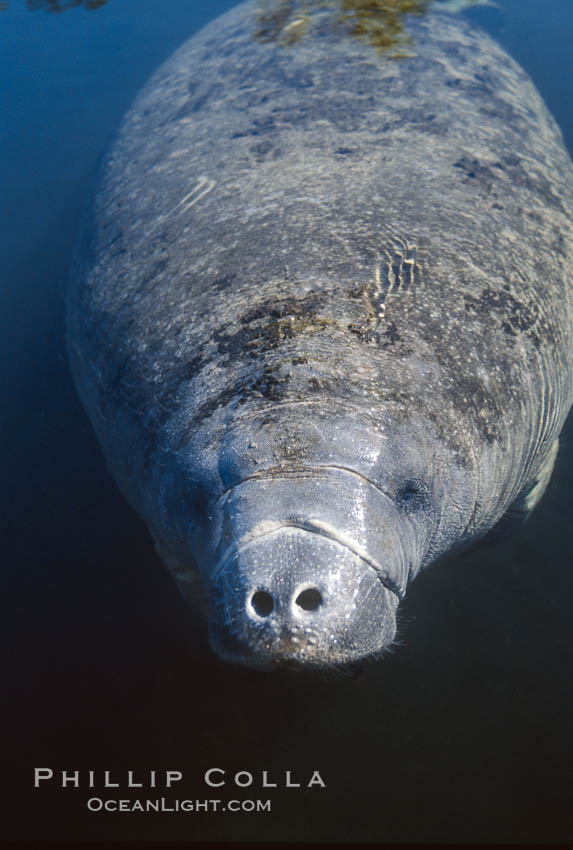 West Indian manatee taking a breath at the surface. Three Sisters Springs, Crystal River, Florida, USA, Trichechus manatus, natural history stock photograph, photo id 06102