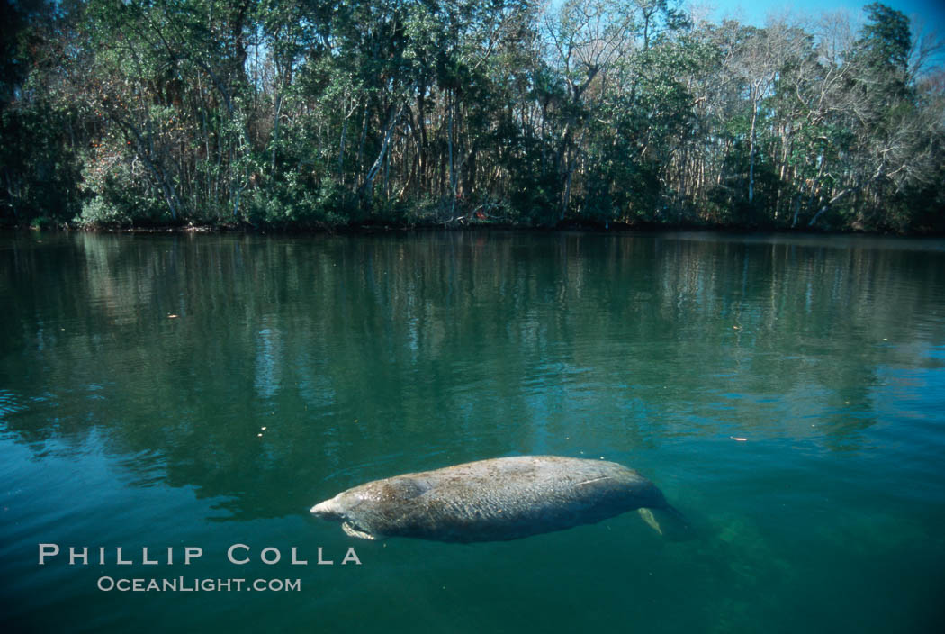 West Indian manatee, Homosassa State Park. Homosassa River, Florida, USA, Trichechus manatus, natural history stock photograph, photo id 02776