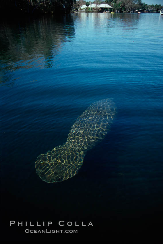 West Indian manatee, Homosassa State Park. Homosassa River, Florida, USA, Trichechus manatus, natural history stock photograph, photo id 02780