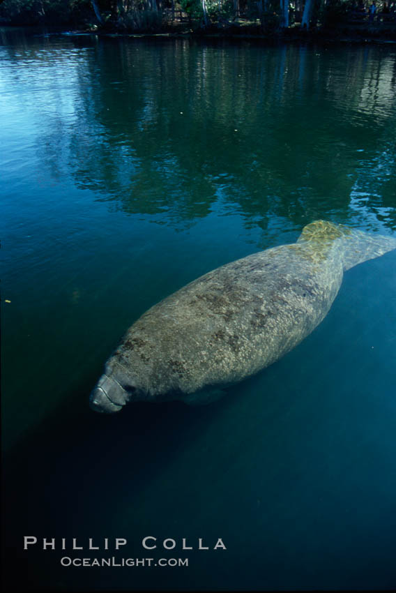 West Indian manatee, Homosassa State Park. Homosassa River, Florida, USA, Trichechus manatus, natural history stock photograph, photo id 02784