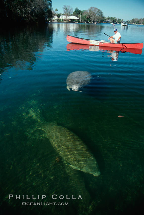 West Indian manatee and volunteer observer, Homosassa State Park. Homosassa River, Florida, USA, Trichechus manatus, natural history stock photograph, photo id 02792