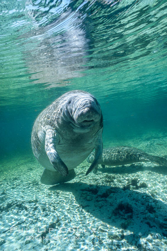 West Indian manatee at Three Sisters Springs, Florida. Crystal River, USA, Trichechus manatus, natural history stock photograph, photo id 02731