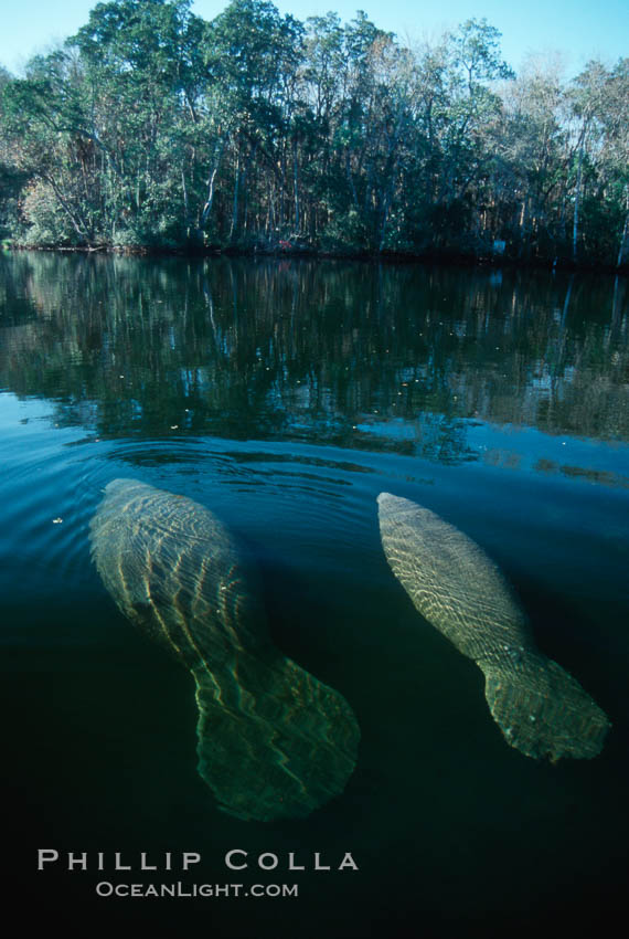 West Indian manatee, Homosassa State Park. Homosassa River, Florida, USA, Trichechus manatus, natural history stock photograph, photo id 02771