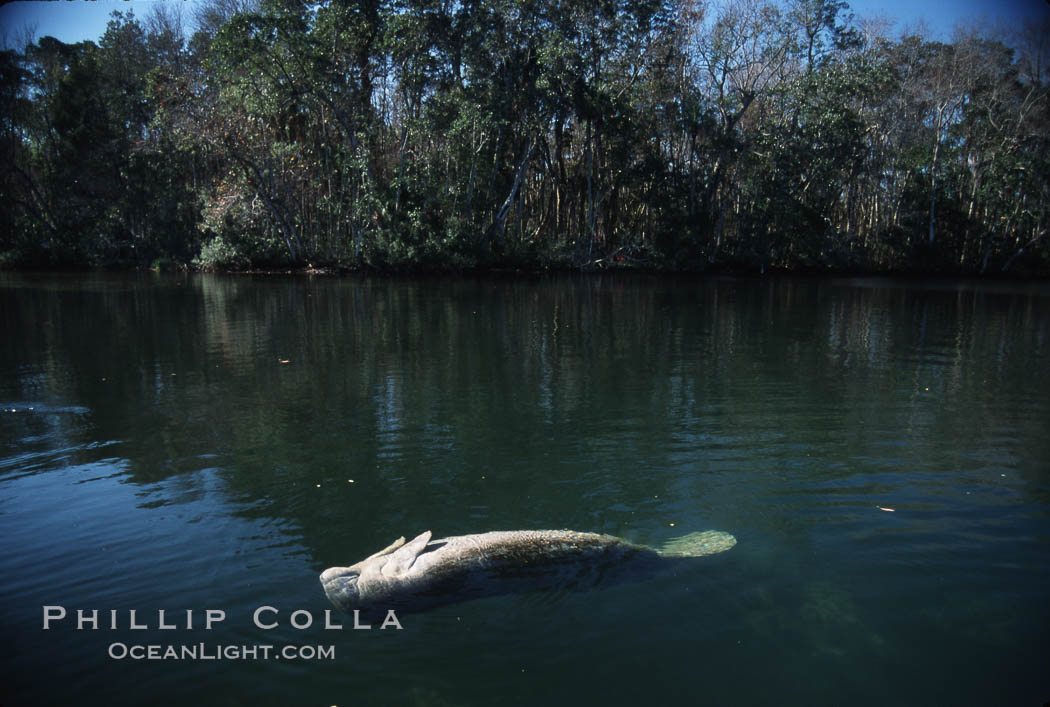 West Indian manatee, Homosassa State Park. Homosassa River, Florida, USA, Trichechus manatus, natural history stock photograph, photo id 02775