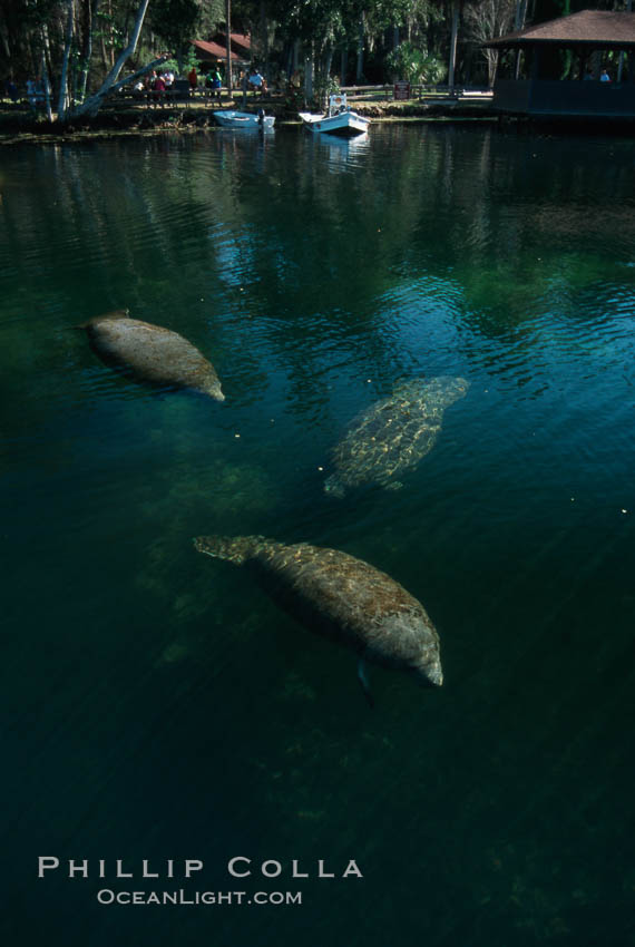 West Indian manatee, Homosassa State Park. Homosassa River, Florida, USA, Trichechus manatus, natural history stock photograph, photo id 02787