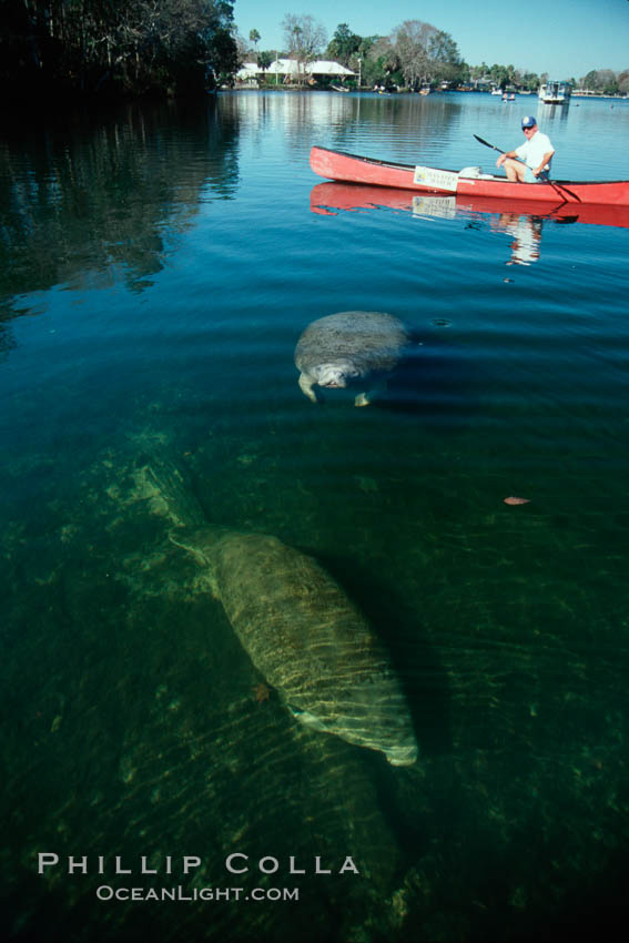 West Indian manatee and volunteer observer, Homosassa State Park. Homosassa River, Florida, USA, Trichechus manatus, natural history stock photograph, photo id 02791