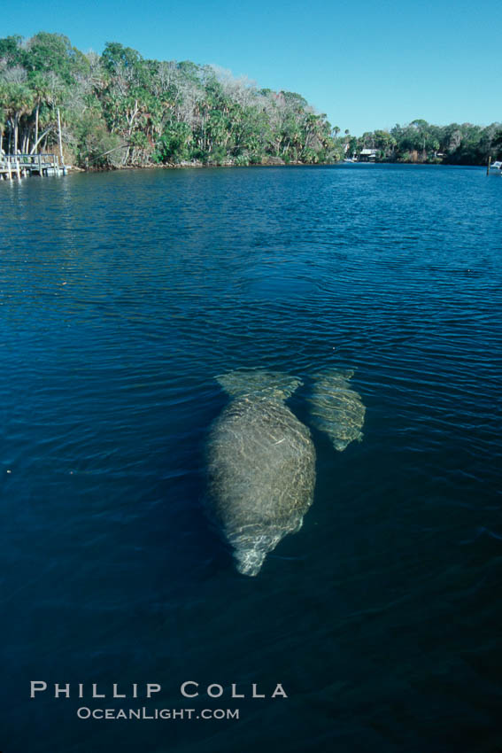 West Indian manatee mother and calf travel along Homosassa River. Florida, USA, Trichechus manatus, natural history stock photograph, photo id 06103