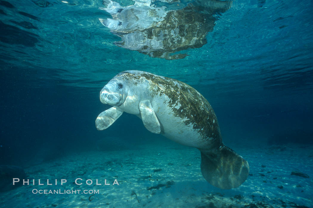 West Indian manatee at Three Sisters Springs, Florida. Crystal River, USA, Trichechus manatus, natural history stock photograph, photo id 02729