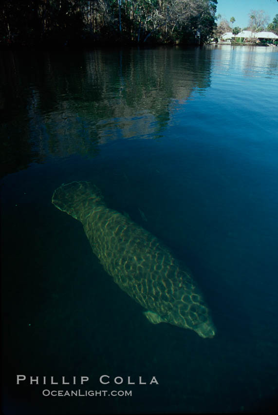 West Indian manatee, Homosassa State Park. Homosassa River, Florida, USA, Trichechus manatus, natural history stock photograph, photo id 02777