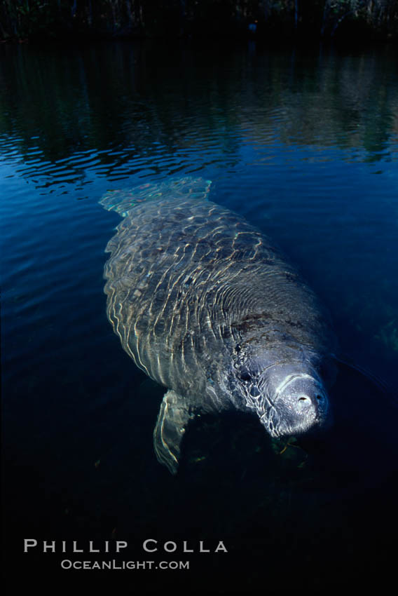 West Indian manatee, Homosassa State Park. Homosassa River, Florida, USA, Trichechus manatus, natural history stock photograph, photo id 02781