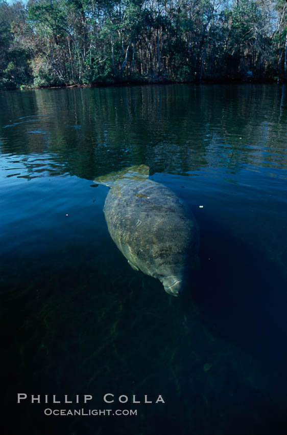 West Indian manatee, Homosassa State Park. Homosassa River, Florida, USA, Trichechus manatus, natural history stock photograph, photo id 02785