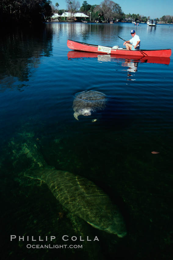 West Indian manatee and volunteer observer, Homosassa State Park. Homosassa River, Florida, USA, Trichechus manatus, natural history stock photograph, photo id 02793