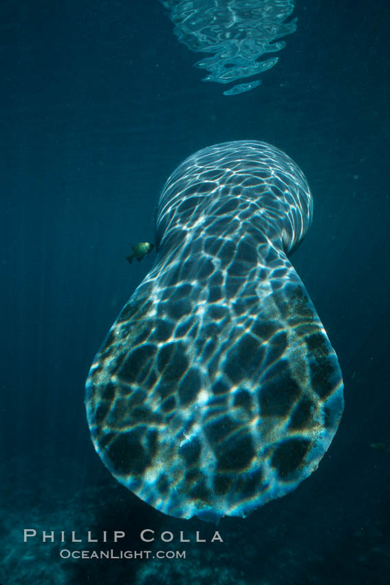 Broad flat tail of West Indian manatee. Three Sisters Springs, Crystal River, Florida, USA, Trichechus manatus, natural history stock photograph, photo id 06101