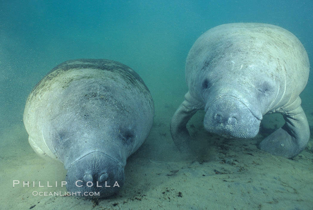 West Indian manatee. Homosassa River, Florida, USA, Trichechus manatus, natural history stock photograph, photo id 06105