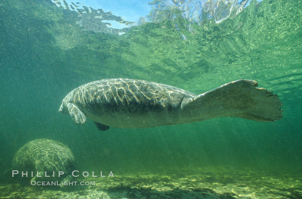 Florida Manatee at Three Sisters Springs, Crystal River, Florida. USA, Trichechus manatus, natural history stock photograph, photo id 36338