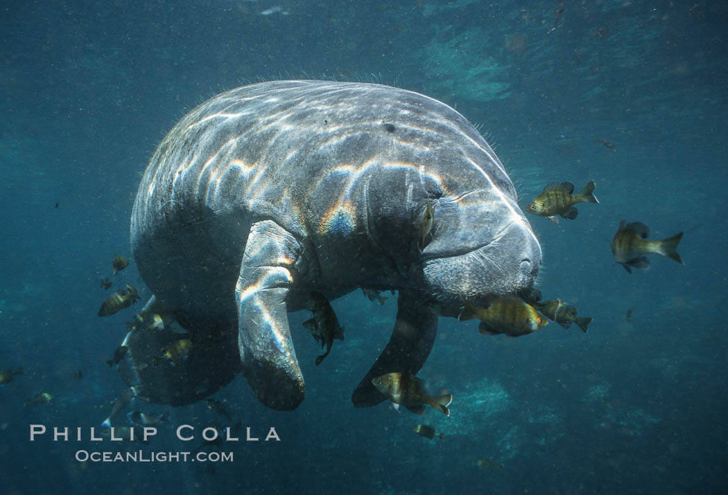 Florida Manatee at Three Sisters Springs, Crystal River, Florida. USA, Trichechus manatus, natural history stock photograph, photo id 36328