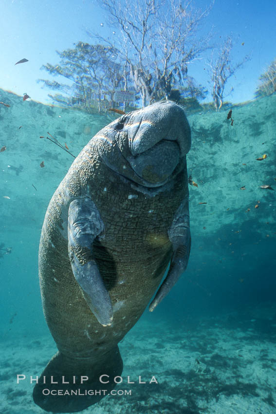 Florida Manatee at Three Sisters Springs, Crystal River, Florida. USA, Trichechus manatus, natural history stock photograph, photo id 36323