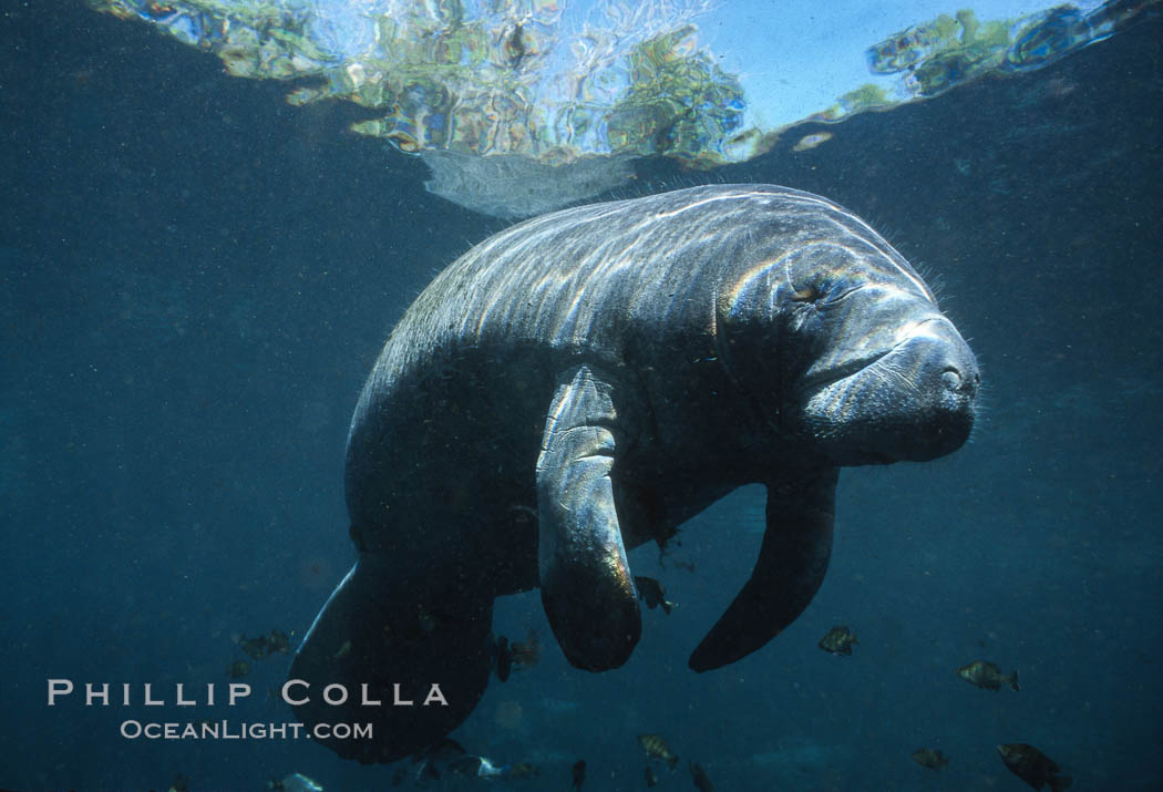 Florida Manatee at Three Sisters Springs, Crystal River, Florida. USA, Trichechus manatus, natural history stock photograph, photo id 36327