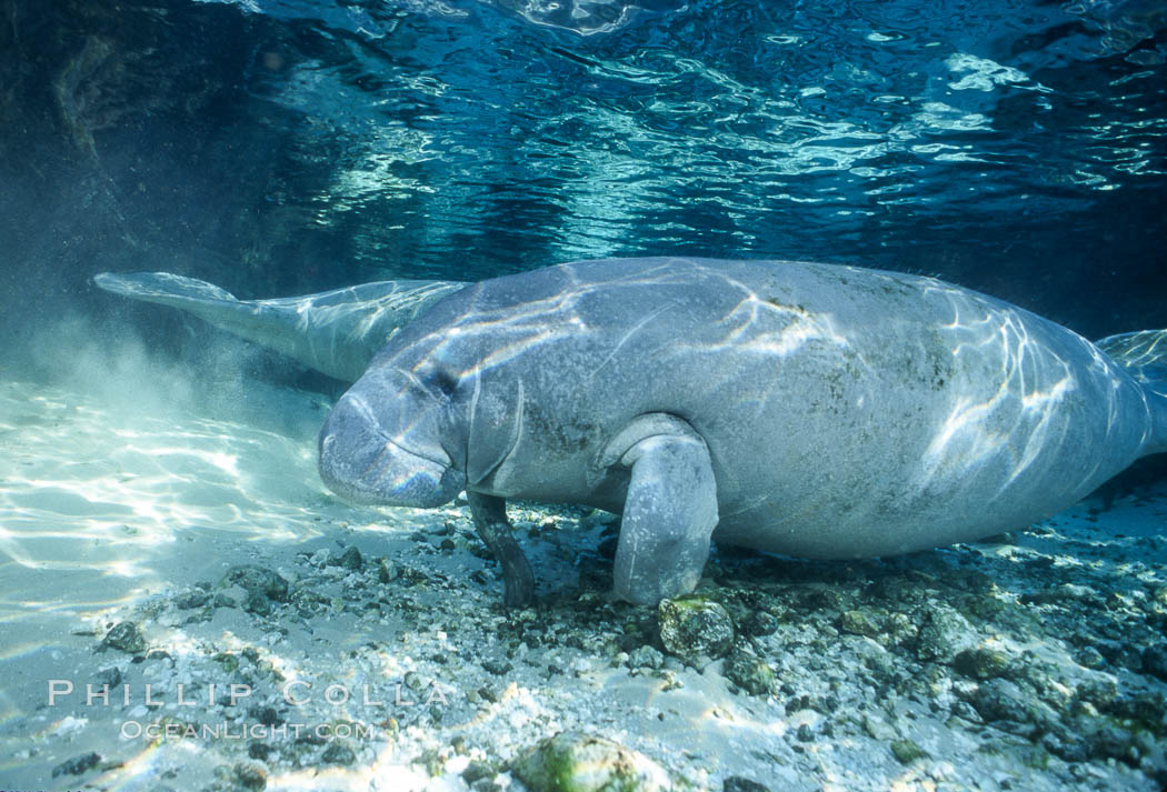 Florida Manatee at Three Sisters Springs, Crystal River, Florida. USA, Trichechus manatus, natural history stock photograph, photo id 36325