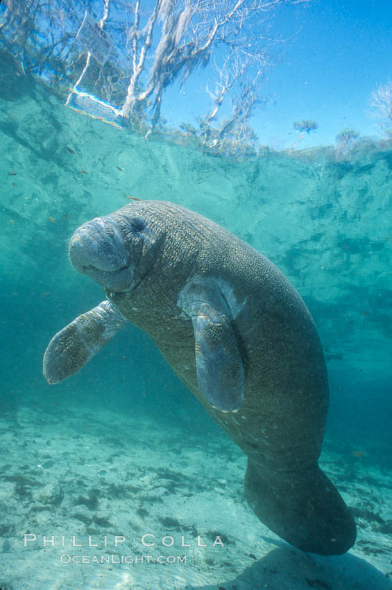 Florida Manatee at Three Sisters Springs, Crystal River, Florida. USA, Trichechus manatus, natural history stock photograph, photo id 36329