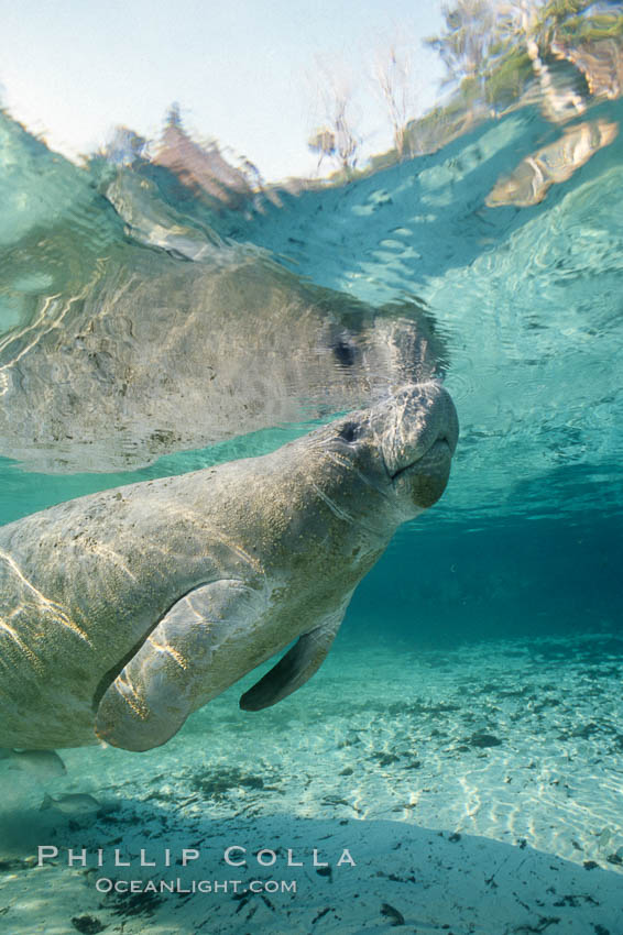 A Florida manatee surfaces to breathe, at Three Sisters Springs, Crystal River, Florida. USA, Trichechus manatus, natural history stock photograph, photo id 36326