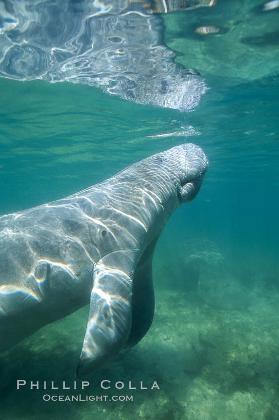 A Florida manatee surfaces to breathe, at Three Sisters Springs, Crystal River, Florida. USA, Trichechus manatus, natural history stock photograph, photo id 36330