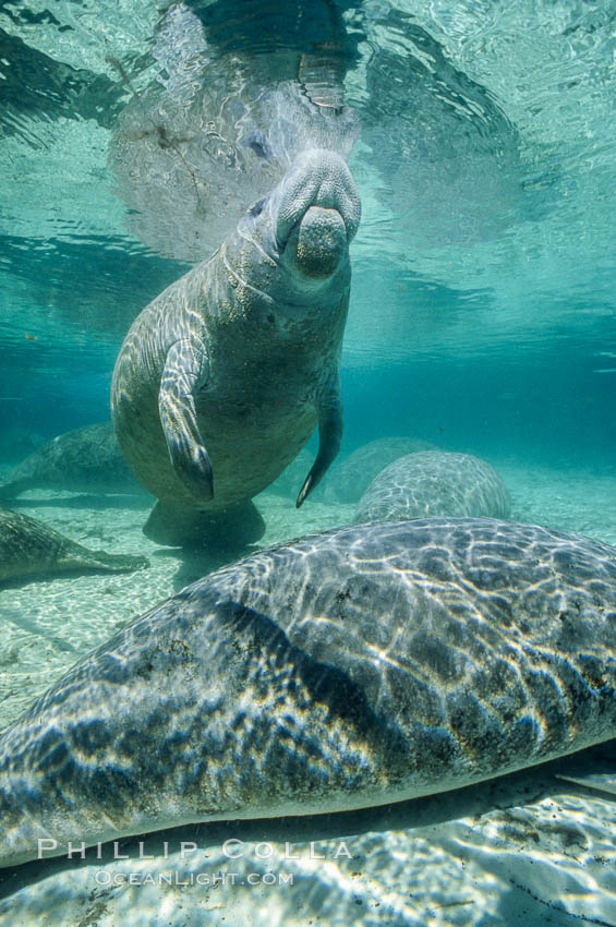 A Florida manatee surfaces to breathe, at Three Sisters Springs, Crystal River, Florida. USA, Trichechus manatus, natural history stock photograph, photo id 36334