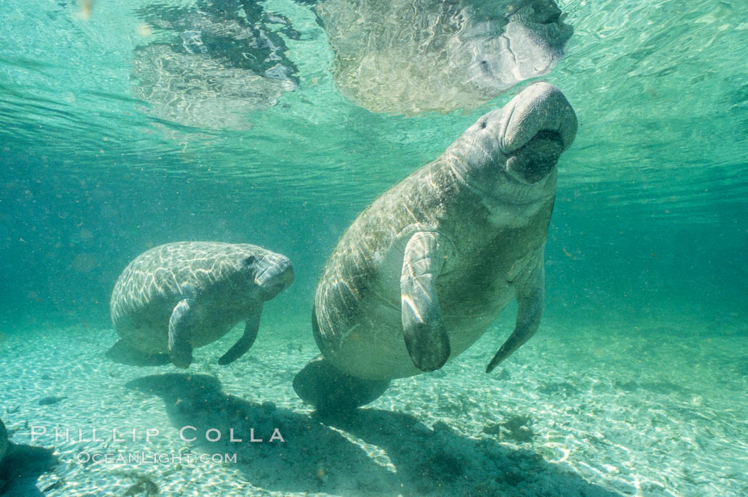 A Florida manatee surfaces to breathe, at Three Sisters Springs, Crystal River, Florida. USA, Trichechus manatus, natural history stock photograph, photo id 36336