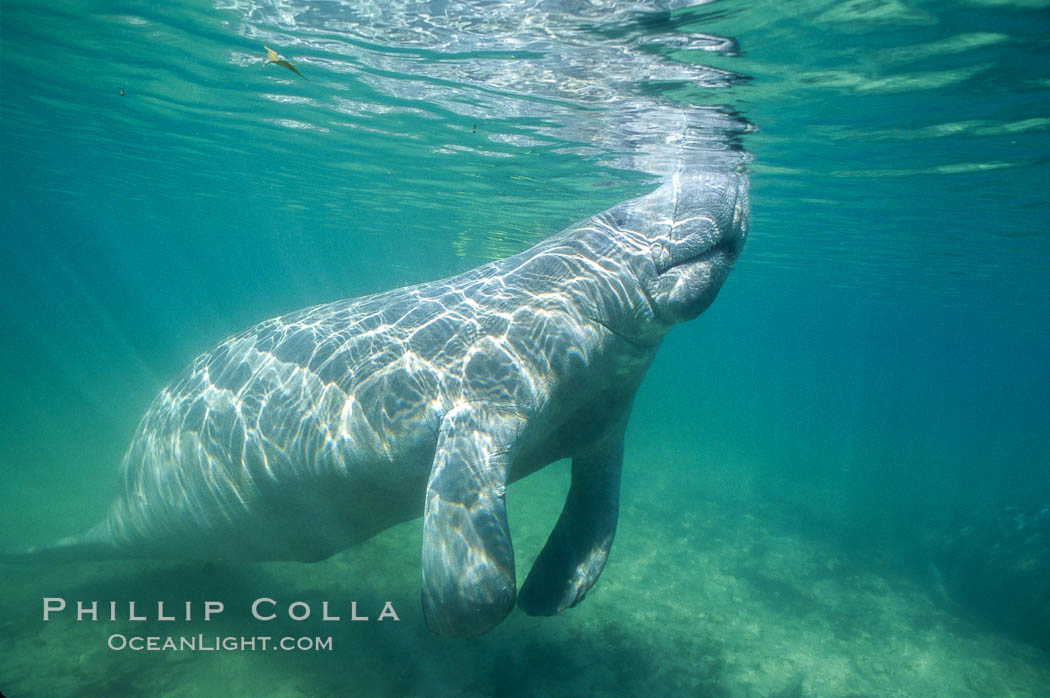 A Florida manatee surfaces to breathe, at Three Sisters Springs, Crystal River, Florida. USA, Trichechus manatus, natural history stock photograph, photo id 36331