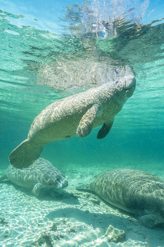 A Florida manatee surfaces to breathe, at Three Sisters Springs, Crystal River, Florida. USA, Trichechus manatus, natural history stock photograph, photo id 36335