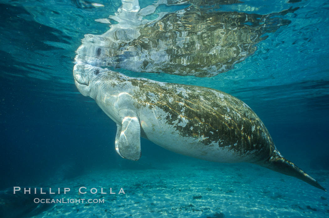 A Florida manatee surfaces to breathe, at Three Sisters Springs, Crystal River, Florida. USA, Trichechus manatus, natural history stock photograph, photo id 36333