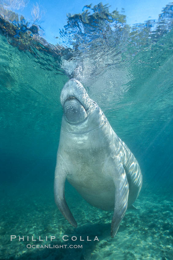 West Indian manatee at Three Sisters Springs, Florida. Crystal River, USA, Trichechus manatus, natural history stock photograph, photo id 02658