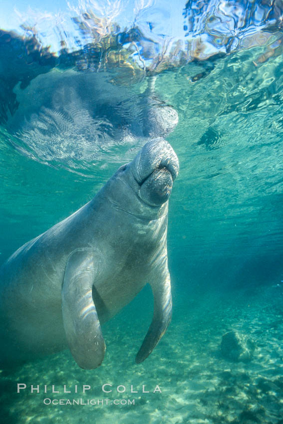 West Indian manatee at Three Sisters Springs, Florida. Crystal River, USA, Trichechus manatus, natural history stock photograph, photo id 02662