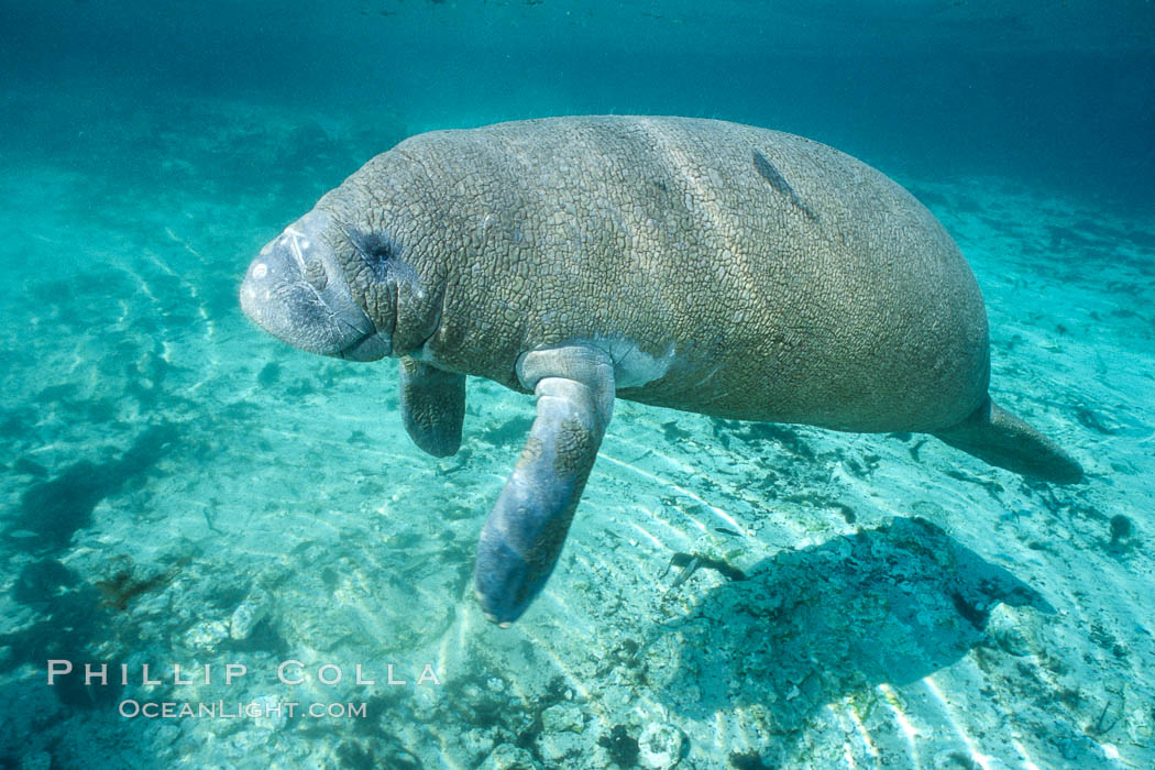 West Indian manatee at Three Sisters Springs, Florida. Crystal River, USA, Trichechus manatus, natural history stock photograph, photo id 02666