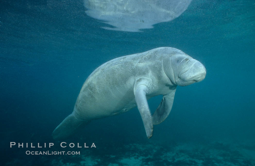 West Indian manatee at Three Sisters Springs, Florida. Crystal River, USA, Trichechus manatus, natural history stock photograph, photo id 02698