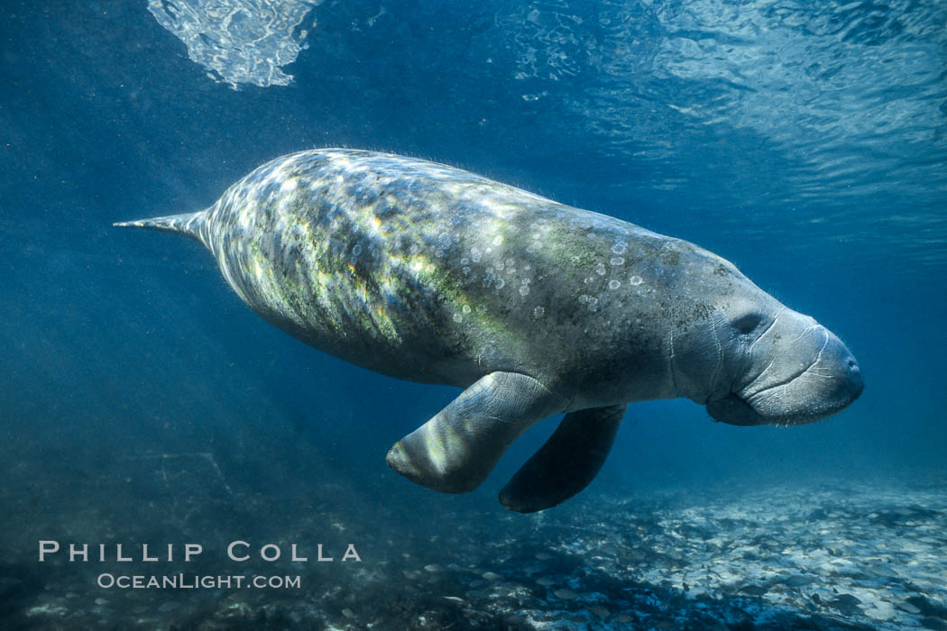 West Indian manatee at Three Sisters Springs, Florida. Crystal River, USA, Trichechus manatus, natural history stock photograph, photo id 02702